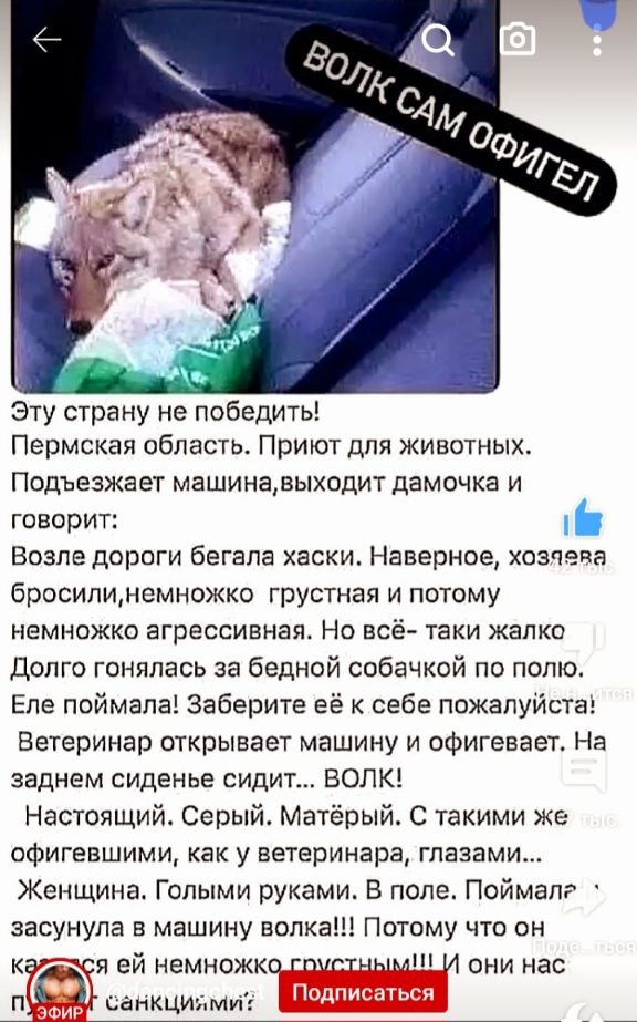 Эту страну не победить Пермская область Приют для животных Подъезжает машинавыходит дамочка и говорит Возле дороги бегала хаски Наверное Хозчепа бросипинемножко грустная и потому НЕМНОЖКО ЕГРЕССИЕНЕЯа НО всё таки ЖЕЛКО долго гоняпась за бедной собачкой по полю Еле поймала заберите её к себе пожалуйст Ветеринар открывает машину и офигевает На заднем сиденье сидит ВОЛК Настоящий Серый Матёрый С таки