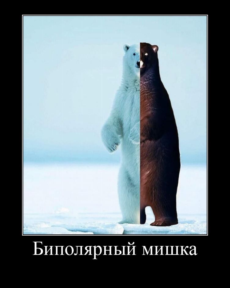 Биполярный мишка