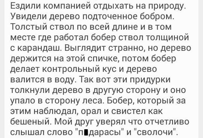 Ездили компанией отдыхать на природу Увидели дерево подточенное бобром Толстый ствол по всей длине и в том месте где работал бобер ствол толщиной с карандаш Выглядит странно но дерево держится на этой спичке потом бобер делает контрольный кус и дерево валится в воду Так вот эти придурки толкнули дерево в другую сторону и оно упало в сторону леса Бо