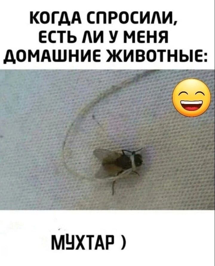 КОГДА СПРОСИЛИ, ЕСТЬ ЛИ У МЕНЯ ДОМАШНИЕ ЖИВОТНЫЕ:
МУХТАР )