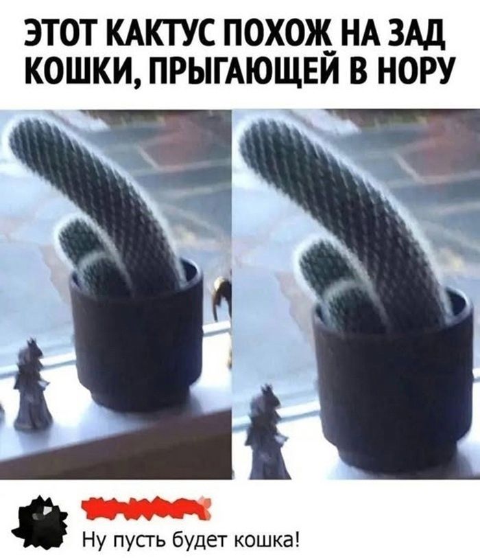 ЭТОТ КАКТУС ПОХОЖ НА ЗАД КОШКИ, ПРИГЯЮЩЕЙ В НОРУ
Ну пусть будет кошка!