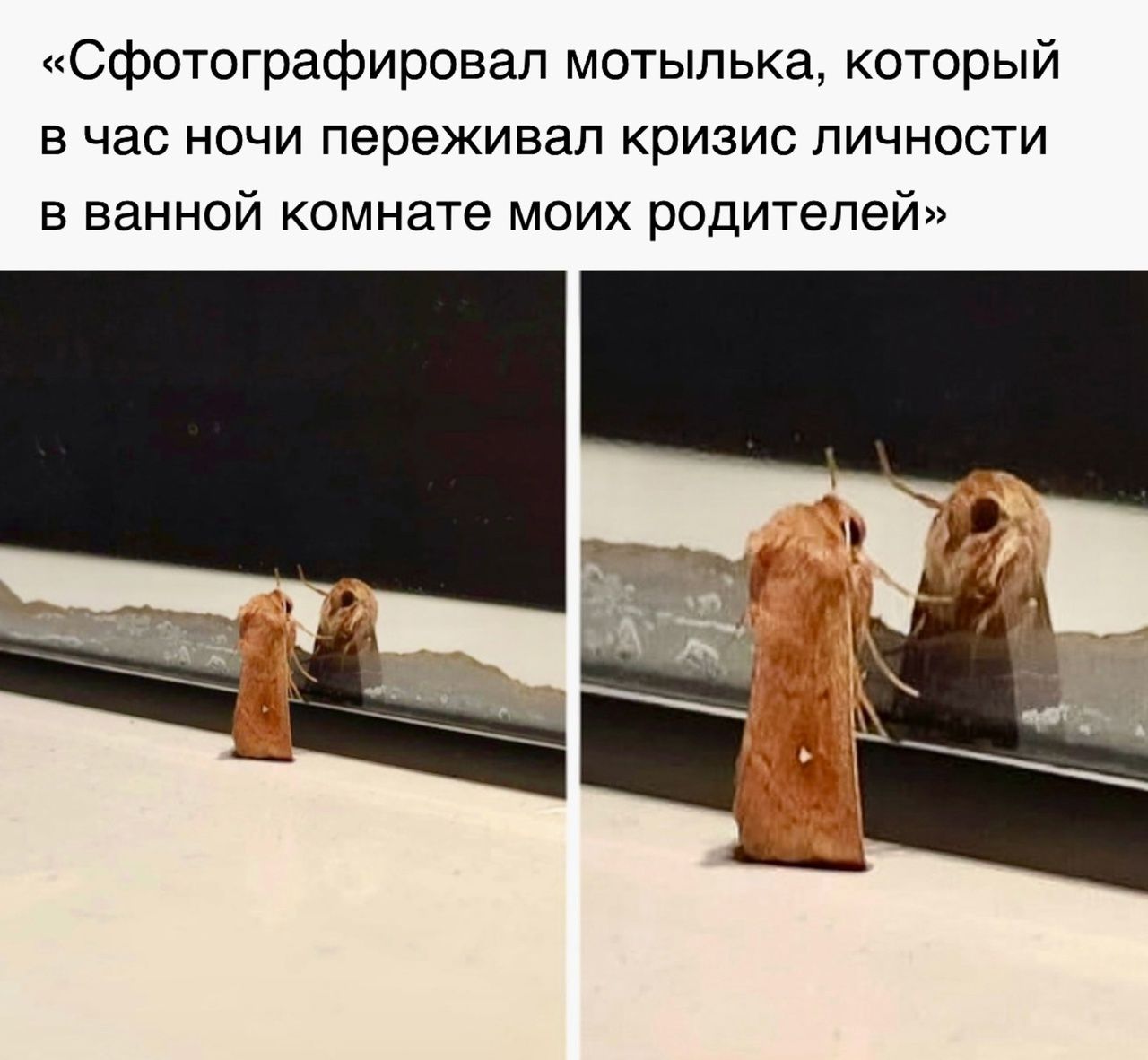 «Сфотографировал мотылька, который в час ночи переживал кризис личности в ванной комнате моих родителей»