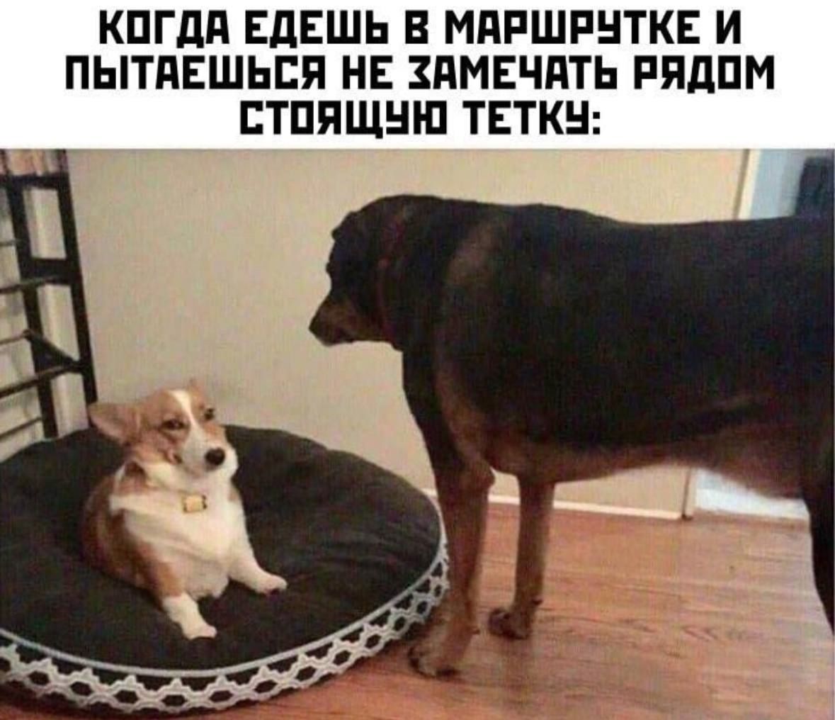 Когда ешь в маршрутке и пытаешься не замечать рядом стоящую тетку: