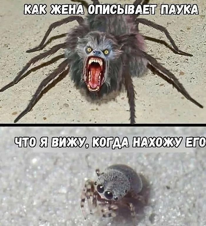 КАК ЖЕНА ОПИСЫВАЕТ ПАУКА
ЧТО Я ВИЖУ, КОГДА НАХОЖУ ЕГО