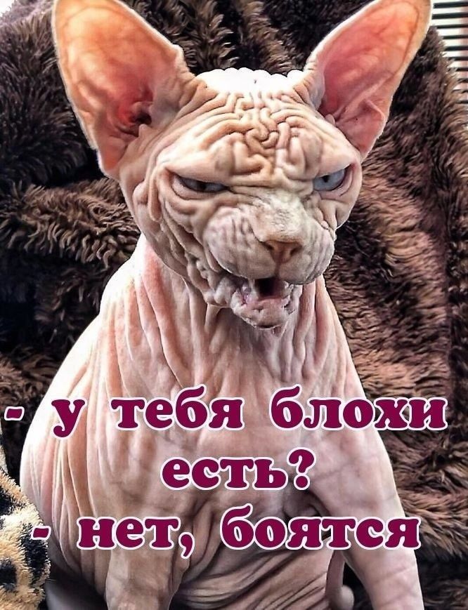 - у тебя блохи есть? - нет, боятся