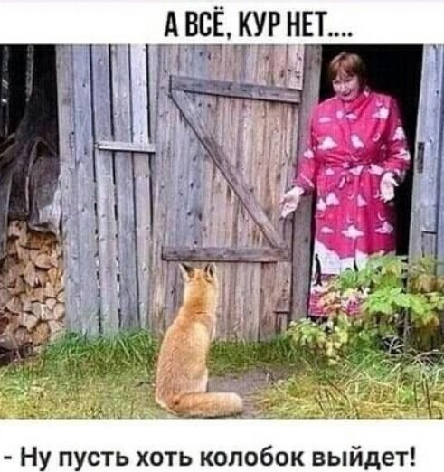 А ВСЁ, КУР НЕТ.... - Ну пусть хоть колобок выйдет!