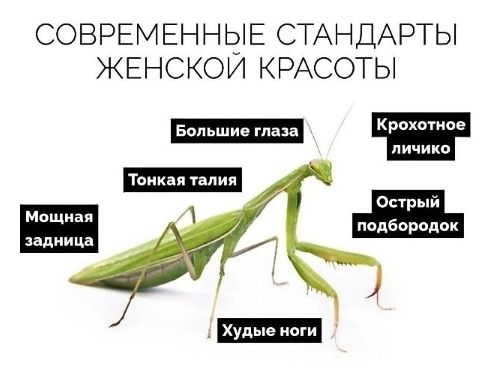 СОВРЕМЕННЫЕ СТАНДАРТЫ ЖЕНСКОЙ КРАСОТЫ
Большие глаза
Тонкая талия
Мощная задница
Худые ноги
Крохотное личико
Острый подбородок