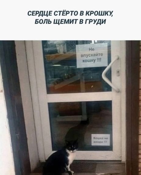 СЕРДЦЕ СТЁРТО В КРОШКУ, БОЛЬ ЩЕМИТ В ГРУДИ
Не впускайте кошку !!!
Кошка не входит !!!