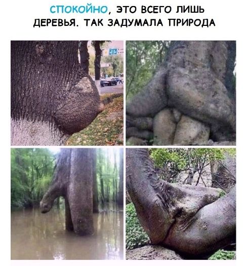 СПОКОЙНО, ЭТО ВСЕГО ЛИШЬ ДЕРЕВЬЯ. ТАК ЗАДУМАЛА ПРИРОДА.