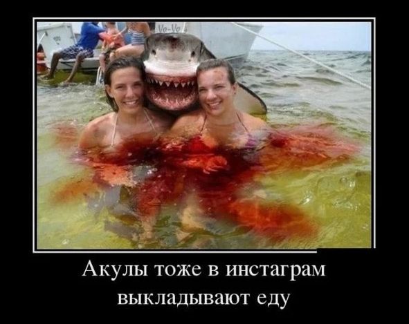 Акулы тоже в инстаграм выкладывают еду