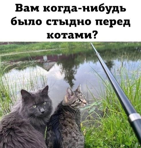 Вам когда-нибудь было стыдно перед котами?