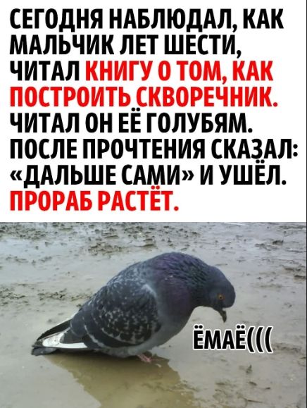 СЕГОДНЯ НАБЛЮДАЛ, КАК МАЛЬЧИК ЛЕТ ШЕСТИ, ЧИТАЛ КНИГУ О ТОМ, КАК ПОСТРОИТЬ СКВОРЕЧНИК. ЧИТАЛ ОН ЕЁ ГОЛУБЯМ. ПОСЛЕ ПРОЧТЕНИЯ СКАЗАЛ: «ДАЛЬШЕ САМИ» И УШЁЛ. ПРОРАБ РАСТЁТ.
ЁМАЁ((((
