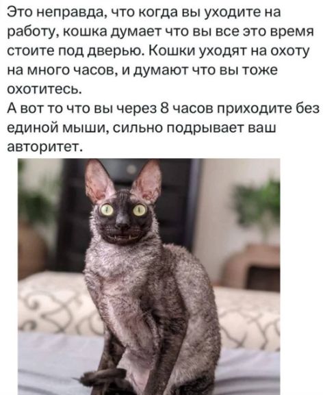 Это неправда, что когда вы уходите на работу, кошка думает что вы все это время стоите под дверью. Кошки уходят на охоту на много часов, и думают что вы тоже охотитесь. А вот что вы через 8 часов приходите без единой мыши, сильно подрывает ваш авторитет.