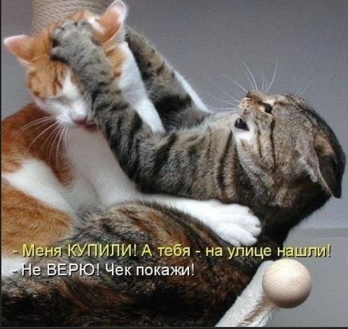 - Меня КУПИЛИ! А тебя - на улице нашли! - Не ВЕРЮ! Чек покажи!