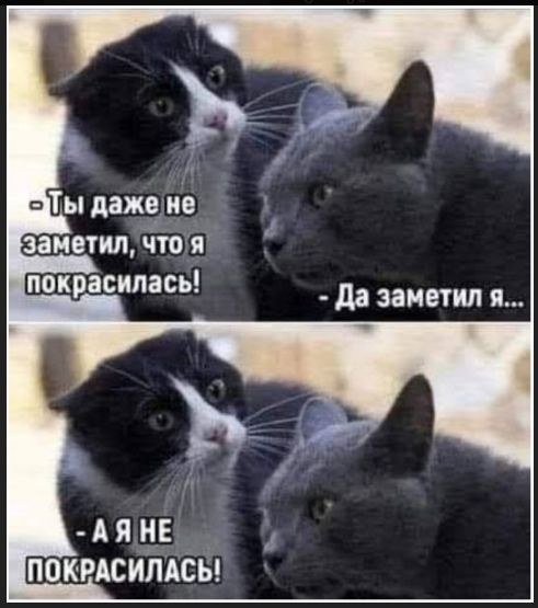 Ты даже не заметил, что я покрасилась! - Да заметил я... - А я НЕ ПОКРАСИЛАСЬ!