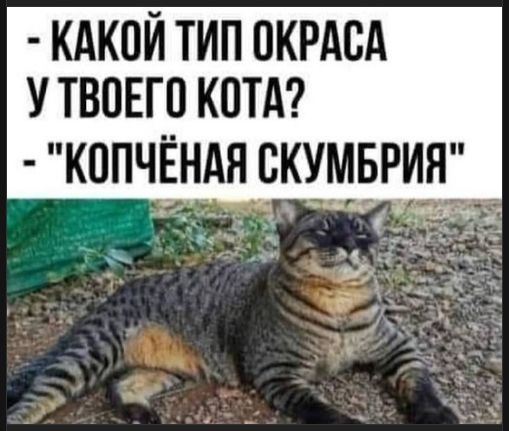 - Какой тип окраса у твоего кота?  
- 