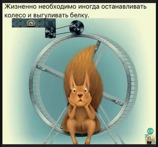 Жизненно необходимо иногда останавливать колесо и выгулить белку.