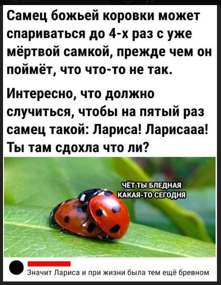 Самец божьей коровки может спариваться до 4-x раз с уже мёртвой самкой, прежде чем он поймёт, что что-то не так.

Интересно, что должно случиться, чтобы на пятый раз самец такой: Лариса! Ларисааа! Ты там сдохла что ли?

ЧЁТ ТЫ БЛЕДНАЯ КАКАЯ-ТО СЕГОДНЯ

Значит Лариса и при жизни была тем ещё бревном.