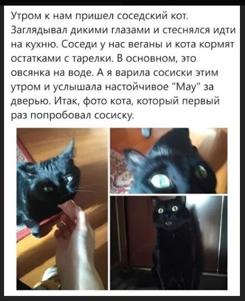 Утром к нам пришел соседский кот. Залядивал глазами и стеснялся идти на кухню. Соседи у нас веганы и кота кормят остатками с тарелки. В основном, это овсянка на воде. А я варила сосиски этим утром и услышала настойчивое «May» за дверью. Итак, фото кота, который первый раз попробовал сосиску.