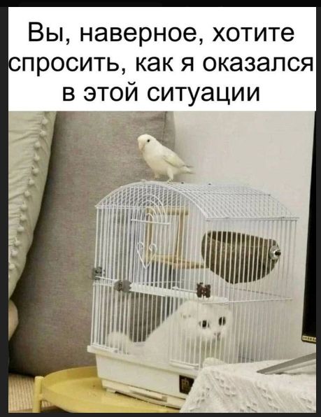 Вы, наверное, хотите спросить, как я оказался в этой ситуации