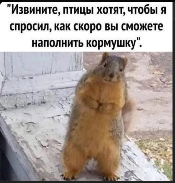 Извините, птицы хотят, чтобы я спросил, как скоро вы сможете наполнить кормушку