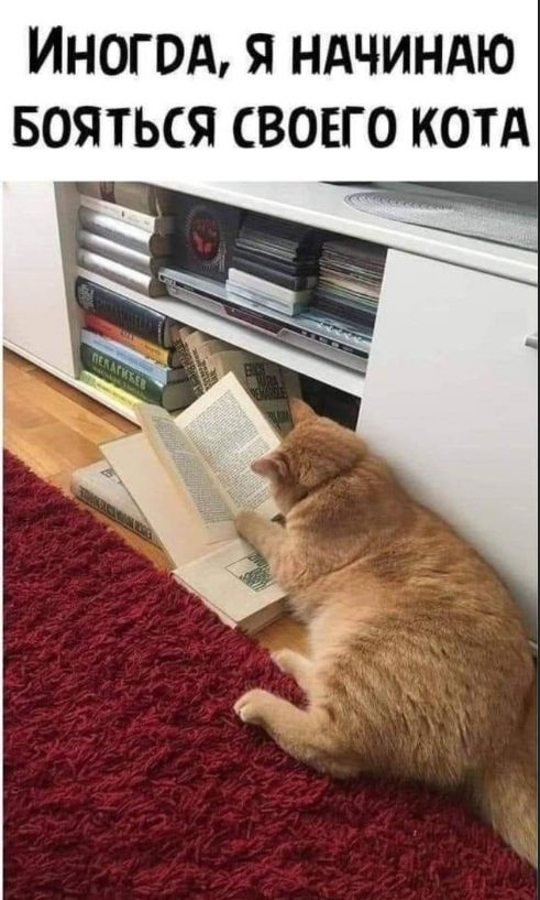 Иногда, я начинаю бояться своего кота