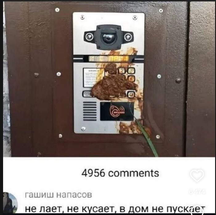 4956 comments
не лает, не кусает, в дом не пускает