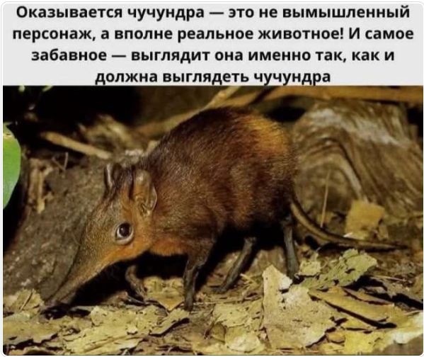 Оказывается чучундра — это не вымышленный персонаж, а вполне реальное животное! И самое забавное — выглядит она именно так, как и должна выглядеть чучунда