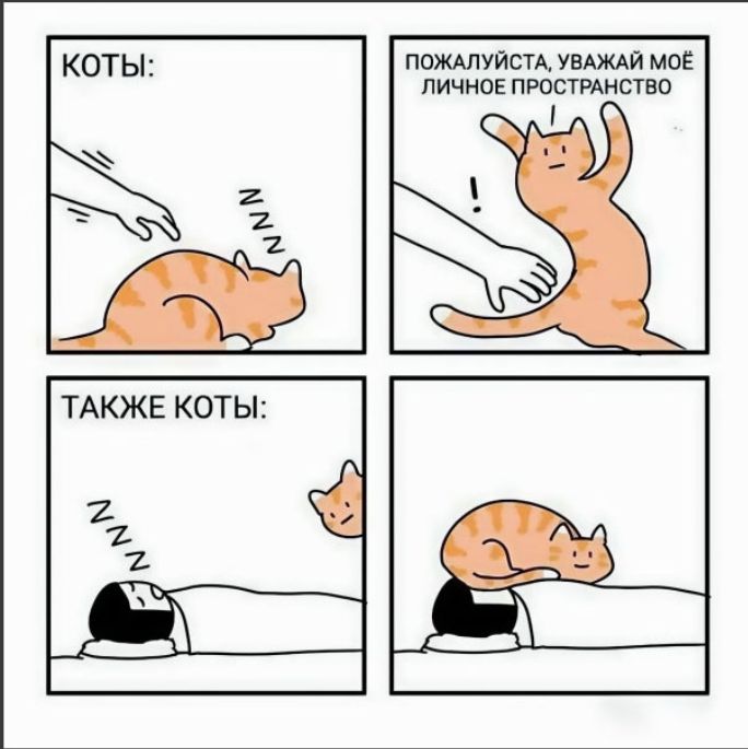 КОТЫ: ПОЖАЛУЙСТА, УВАЖАЙ МОЁ ЛИЧНОЕ ПРОСТРАНСТВО ТАКЖЕ КОТЫ: