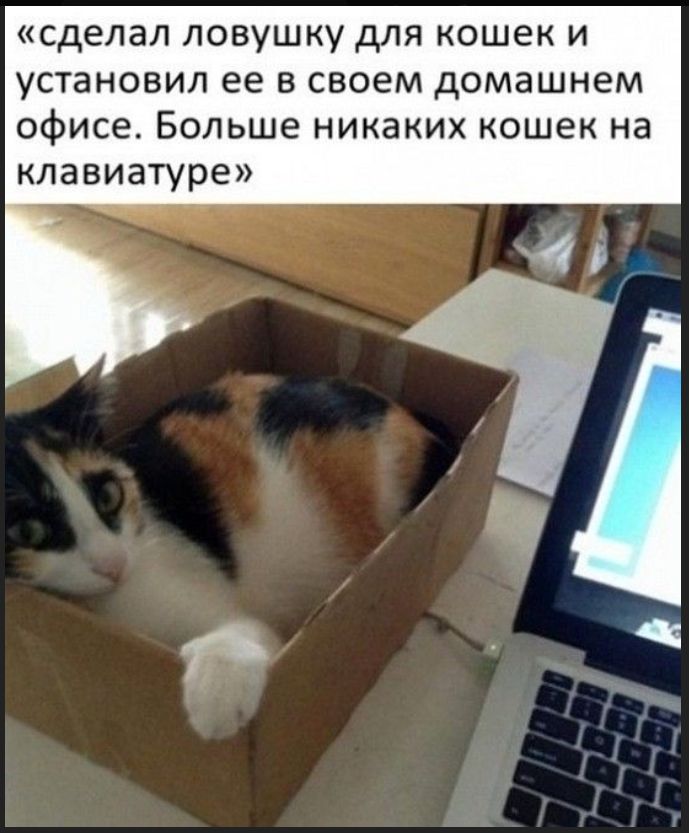 «сделал ловушку для кошек и установонал ее в своем домашнем офисе. Больше никаких кошек на клавиатуре»