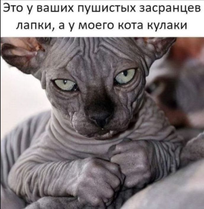 Это у ваших пушистых засранцев лапки, а у моего кота кулаки
