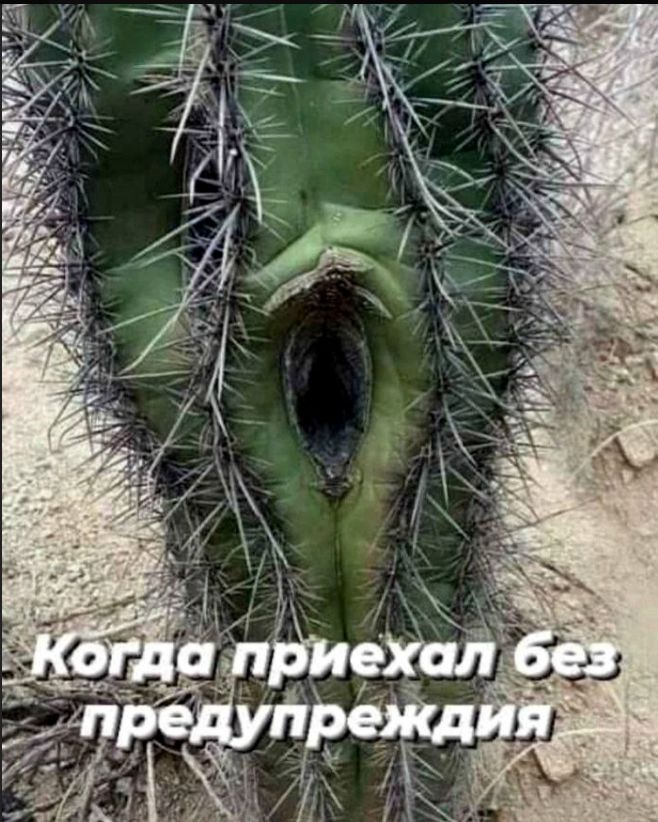 Когда приехал без предупреждения