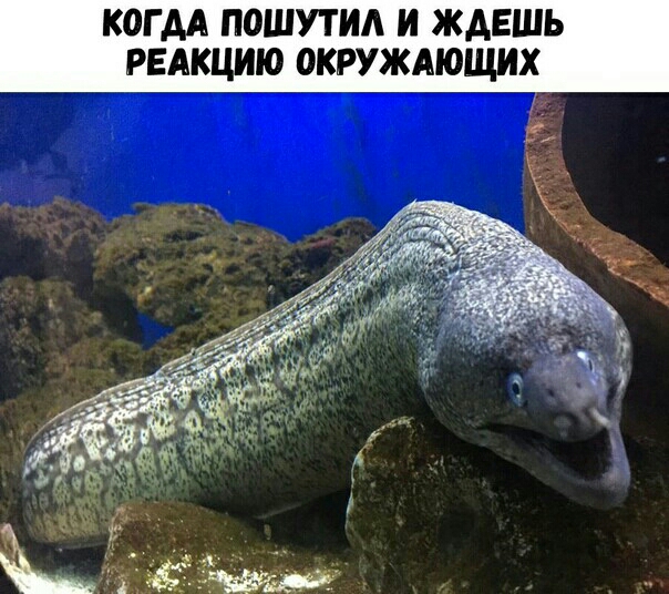 КОГ АА ПОШУТИА И ЖАЕШЬ РЕАКЦИЮ ОКРУЖАЮЩИХ