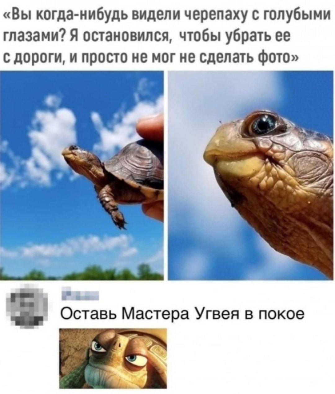 Вы когда нибудь видели черепаху голубыми глазами Я остановился чтобы убрать ее с дороги и просто не мог не сделать Фото