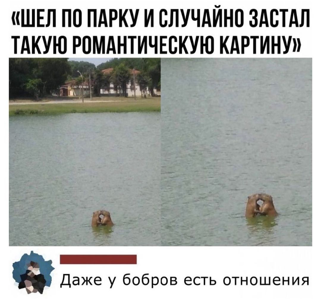 ШЕП ПП ПАРКУ И СЛУЧАЙ ЗАСТАЛ ТАКУЮ РПМАНТИЧЕСКУЮ КАРТИНУ _ Даже у бобров есгь отношения
