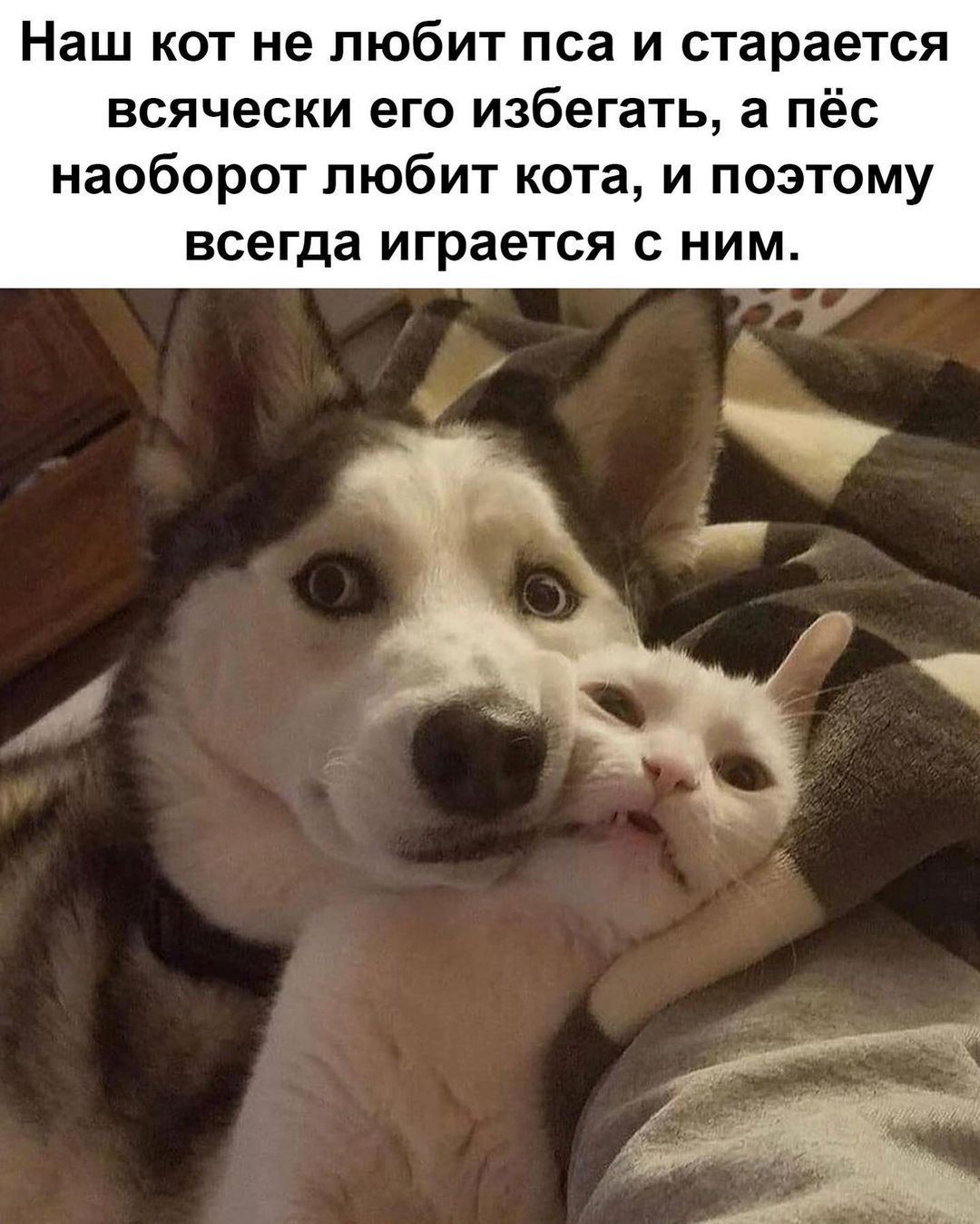 Наш кот не любит пса и старается всячески его избегать а пёс наоборот любит кота и поэтому всегда играется ним