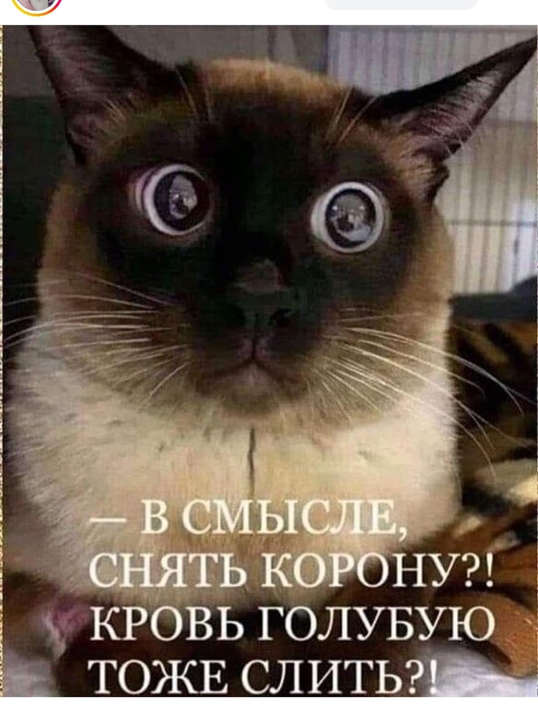 КРОВЬ ГОЛУБУЮЩ Ъ ТОЖЕ СЛИТЬэШЫя