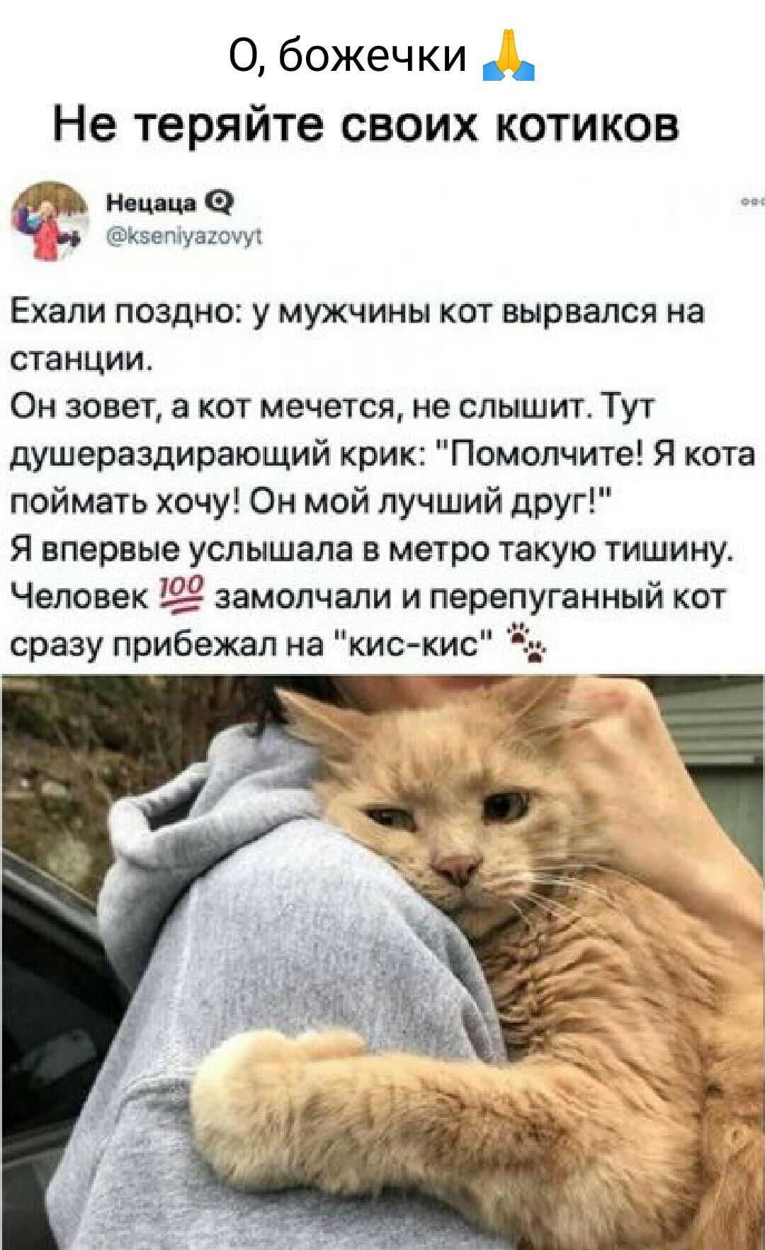 О божечки Не теряйте своих котиков Н ч ммм ЕХЗПИ ПОЗДНО у МУЖЧИНЫ КОТ вырвался на станции Он зовет а кот мечется не слышит Тут душераздирающий крик Помопчите Я кота поймать хочу Он мой лучший друг Я впервые услышала в метро такую тишину Человек замолчали и перепуганный кот сразу прибежал на кис кис
