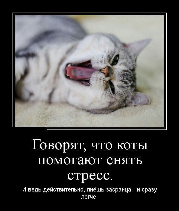Говорят что коты помогают снять стресс и ведь действитепьио пнешь засранца _ и сразу пегчв