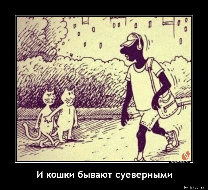 И кошки бывают суеверными