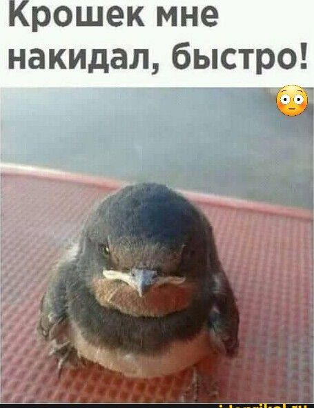 Крошек мне накидал быстро П