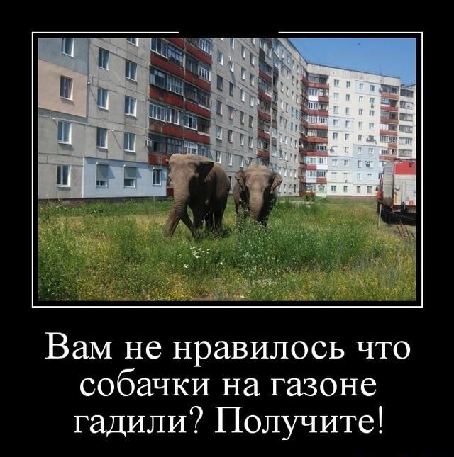 Вам не нравилось что собачки на газоне гадили Получите