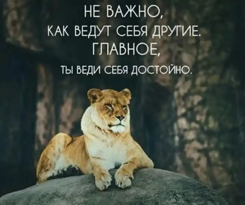 НЕ ВАЖНО КАК БЕДУТ СЕБЯ РУРИЕ ГПЬБНО ты ьвди сввя до яша