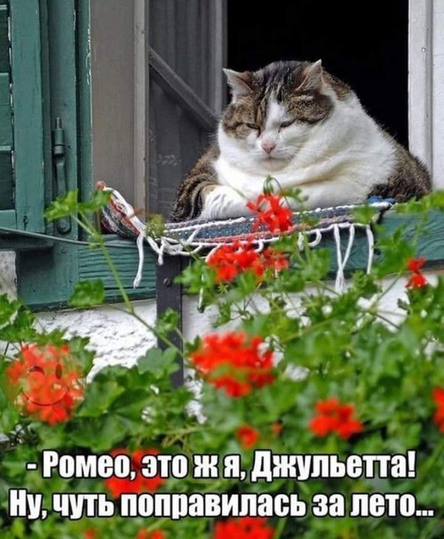 Ромео это ж й джульетта ну чить поппавипась за лето