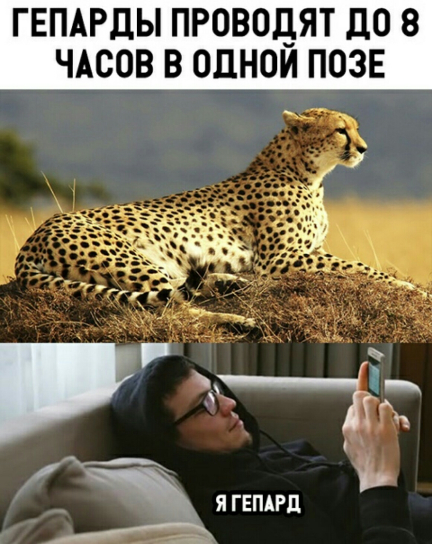 Шутки про гепардов