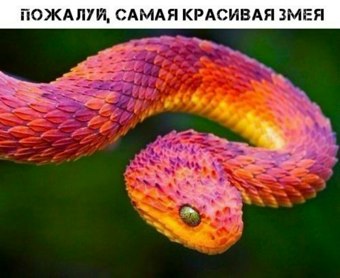 ПОЖАЛУИ САМАЯ КРАСИВАЯ ЗМЕЯ Ё
