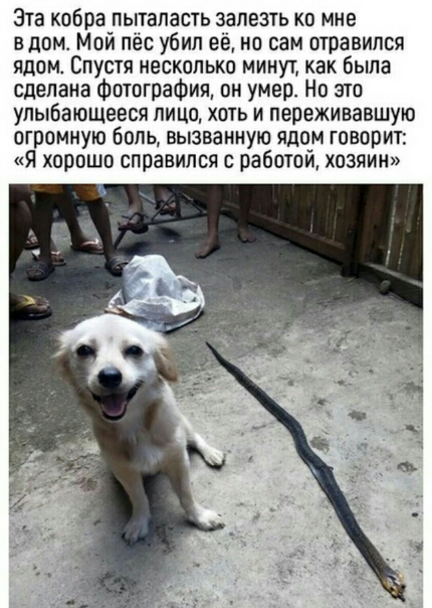 Эта кобра пыталасть залезть ко мне вдом Мой пёс убил её но сам отравился ядом Спустя несколько минут как была сделана Фотография он умер Но это улыбающееся лицо хоть и переживавшую огромную боль вызванную ядом говорит Я хорошо справился с работой хозяин