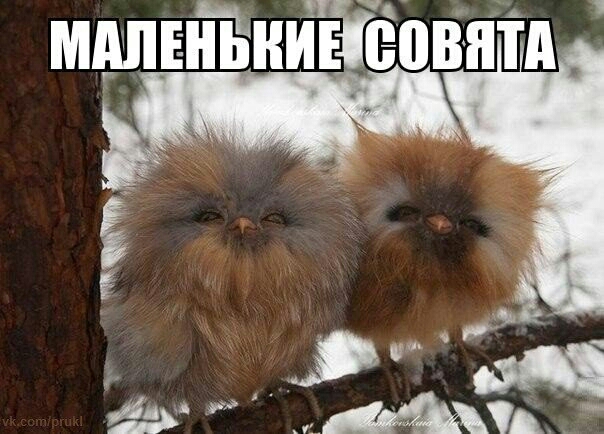 мшнійнитовнід