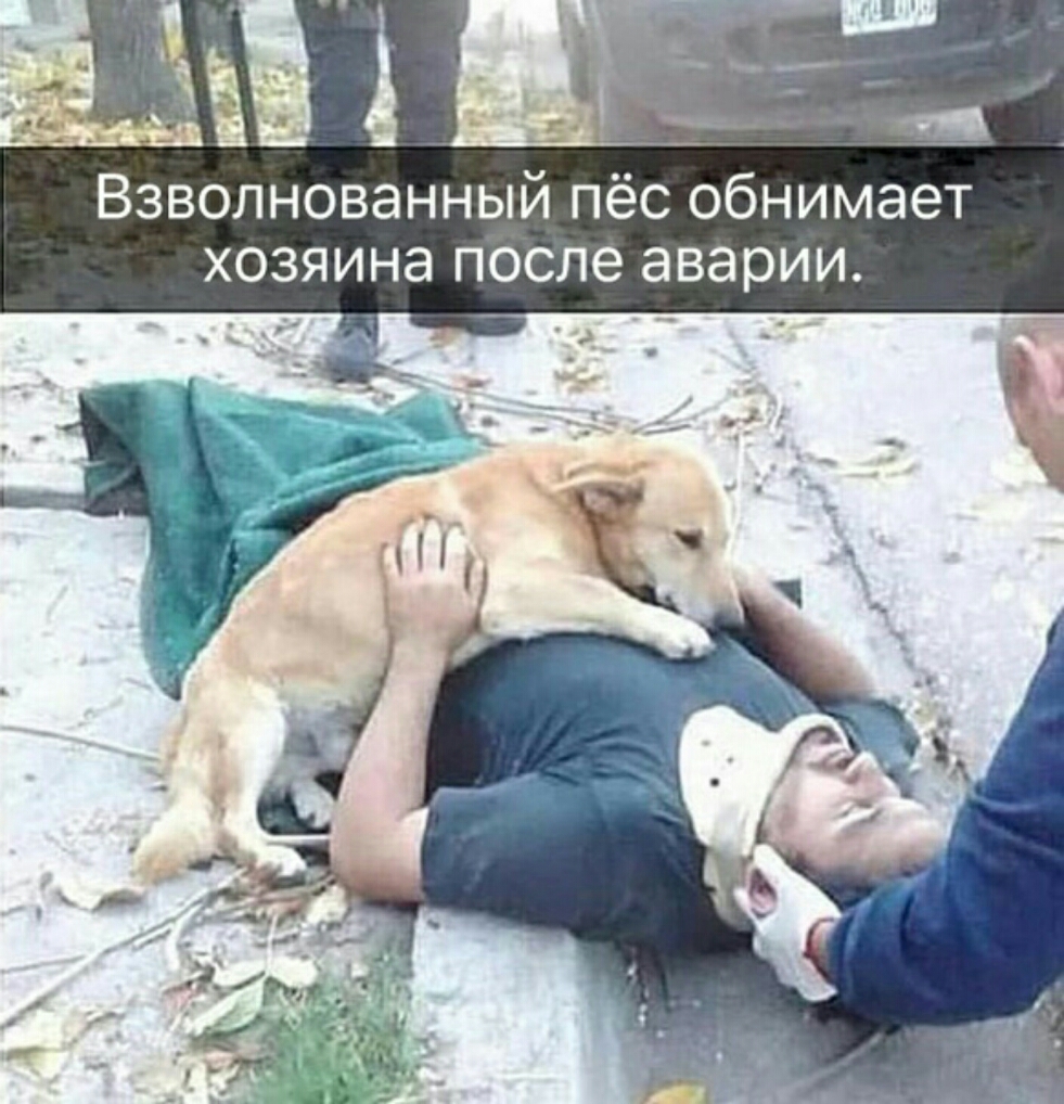Взволнованный пёс обнимает хозяина после аварии