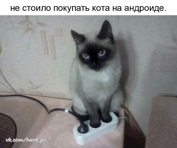 не СТОИПО ПОКУПЭТЬ кота НЭ андроиде